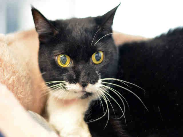 HURRICANE (A1935678)