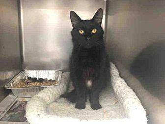 ID#A363983 (20036550)
