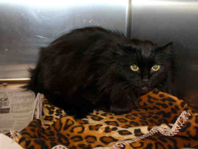 INKY (A119907)
