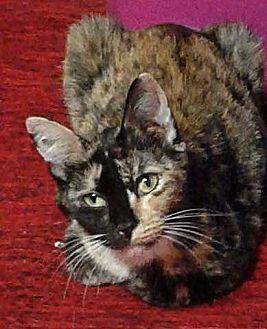 Iris (19539689)