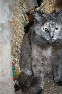 Iris (19962519)