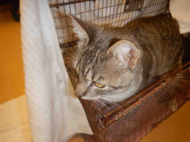 ISAAC (A1069744)