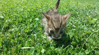 Itty Bitty (18782222)