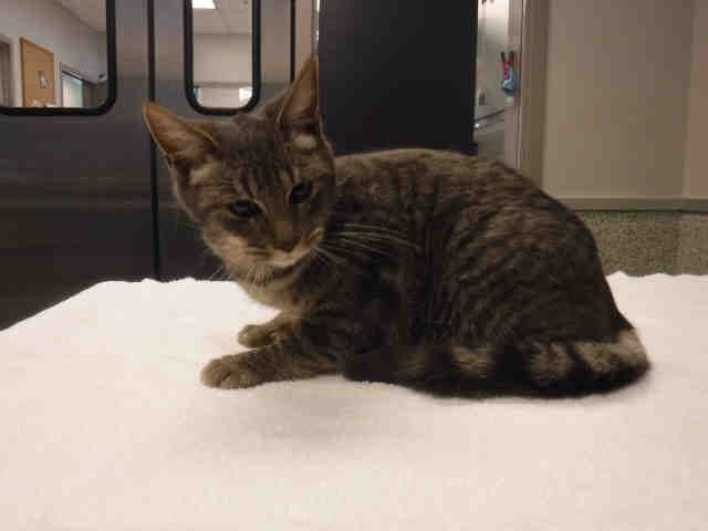 *IVAN* (A135151)