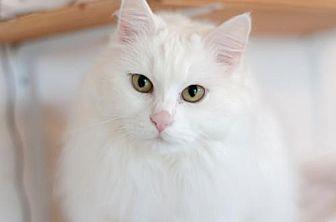 Ivory (13695802)