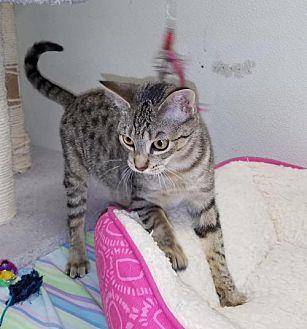Ivy-ADOPTED! (18778800)