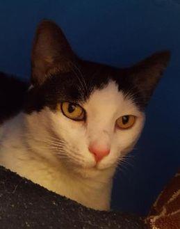 Izzy (19767330)