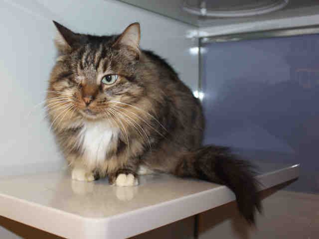 JACK (A119917)