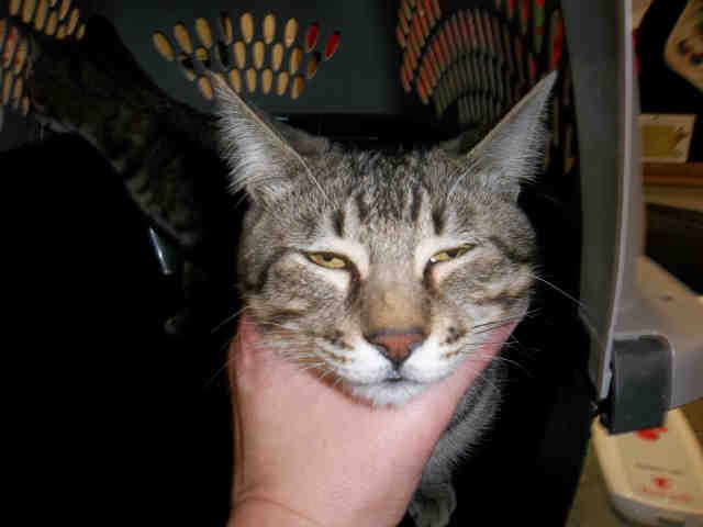 JACK (A132094)