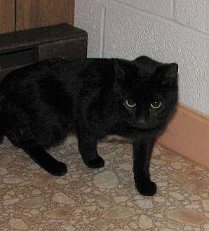 Jada (black (20629184)
