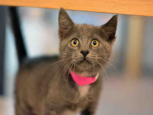 JADE (A1931693)
