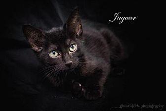 Jaguar (19244761)