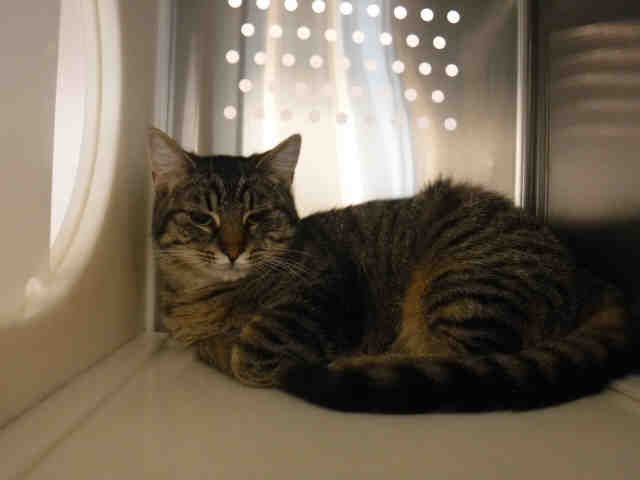 *JANICE* (A135275)