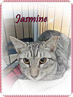 Jasmine (13382631)