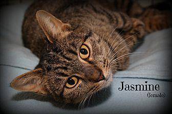 Jasmine (20553889)
