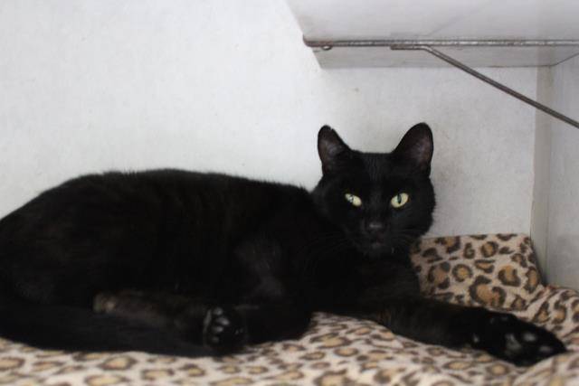 JASMINE (A222517)