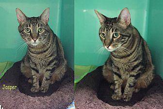 JASPER (17728021)