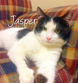 Jasper (17728053)