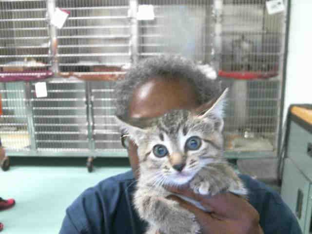 JASPER (A131482)