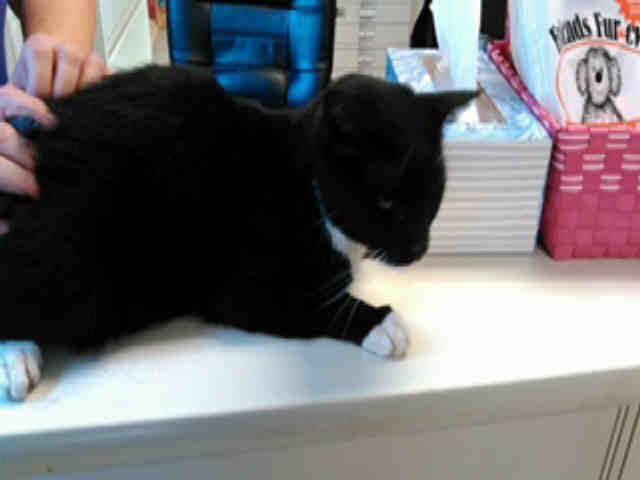 JAZZ (A002447)