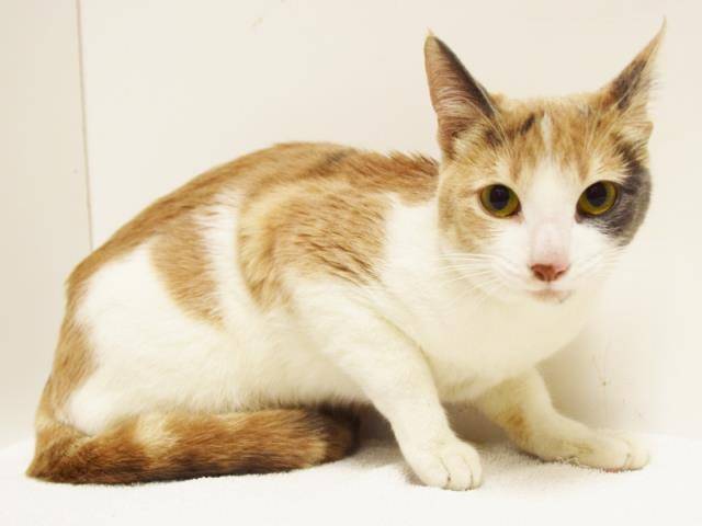 *JAZZ (A730951)