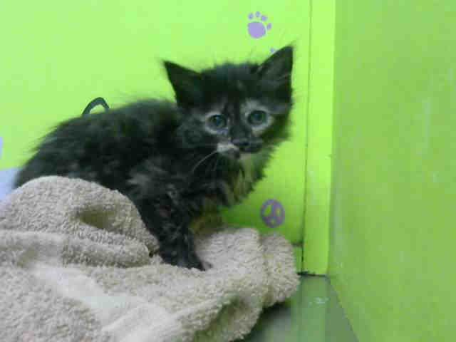 JAZZY (A1530143)