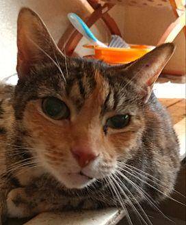 Jazzy Jo (20314743)