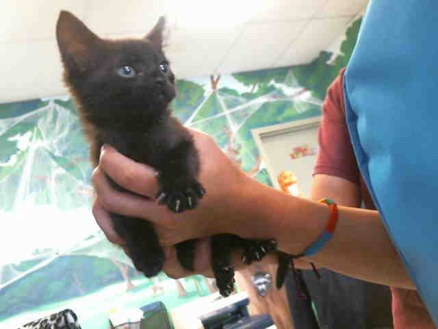 JET (A130661)