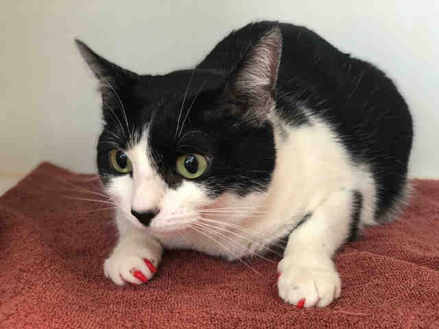 JEZEBEL (A011279)