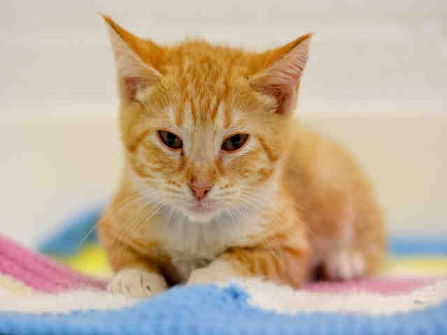 JIMI (A1935665)
