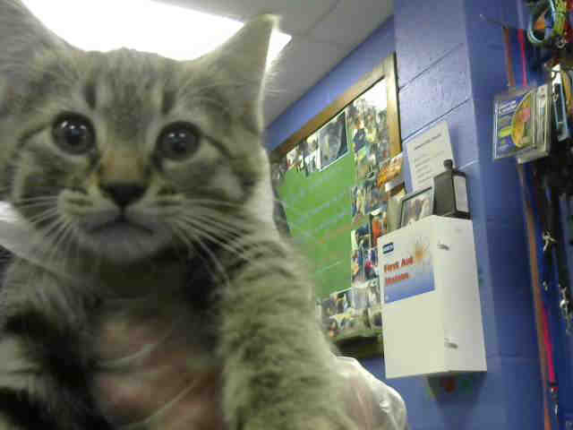 JINGLE BELLS (A632226)
