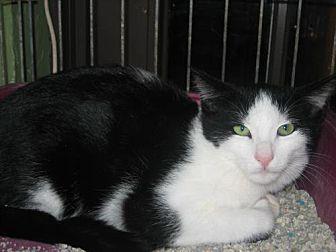 Jingles (20448460)