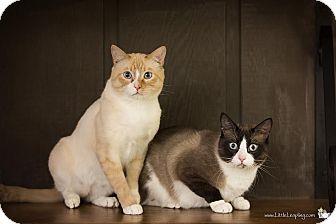 Jinx & Mojo (14794746)