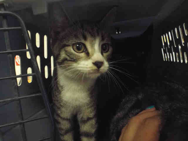 JOAQUIN (A131826)