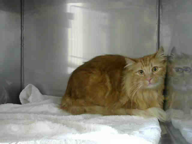 JOEY (A244451)
