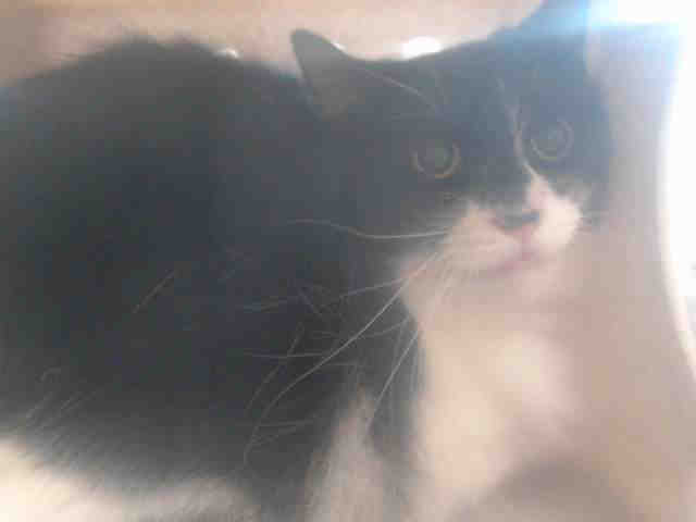 JOHNNY (A542463)