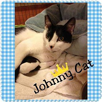 Johnny Cat (15032200)