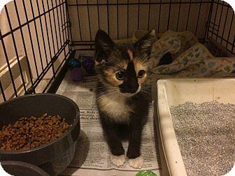 Jolie aka Jo (15952250)