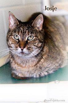 Josie (10643709)
