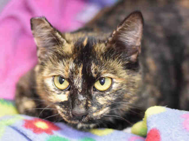 JOSIE (A1065157)