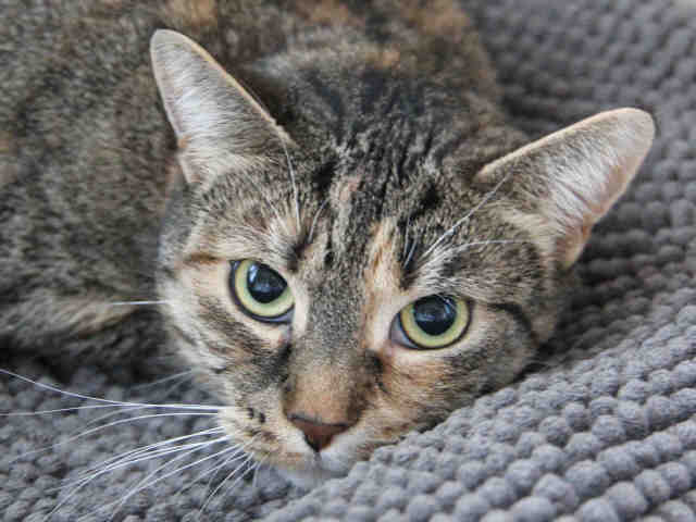 JOY (A1069735)