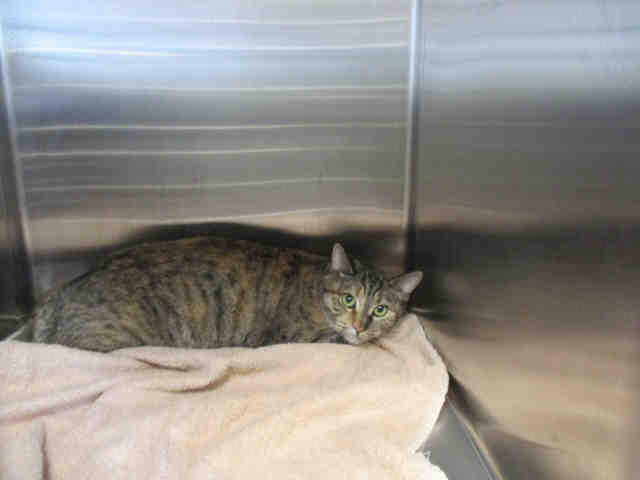 JULIE (A104374)