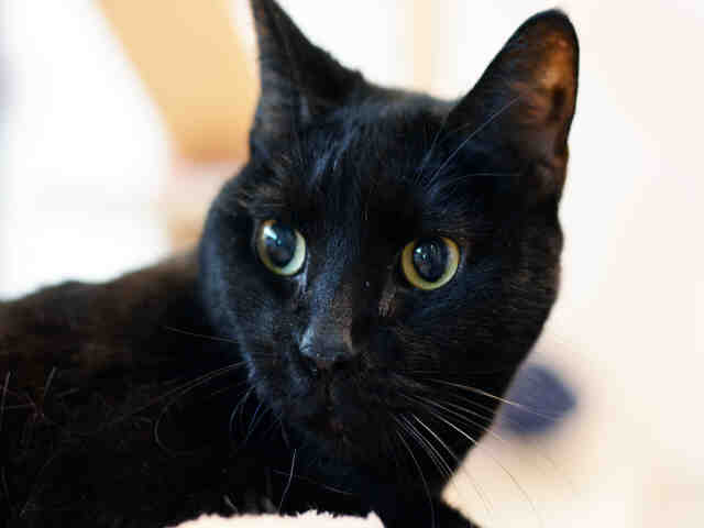 JULIETTE (A1932887)