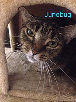 Junebug (17576486)