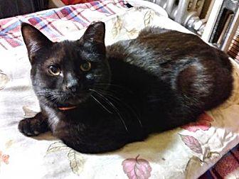 Junipurr (20155500)