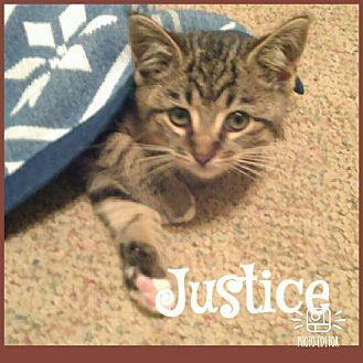 Justice (19898496)