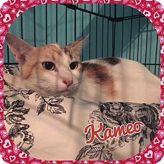 Kameo (17677057)