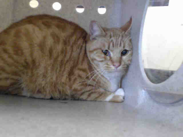 KANDI (A542523)