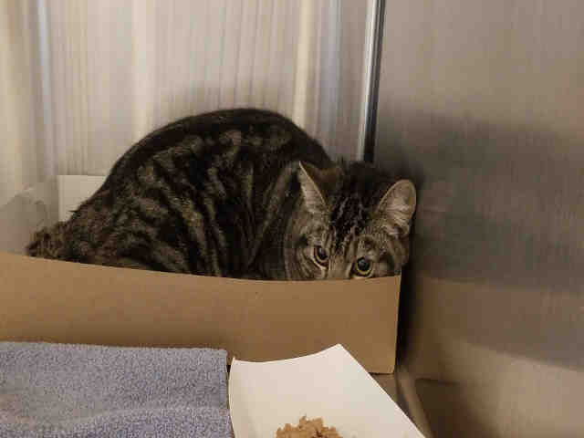 KARINA (A074137)