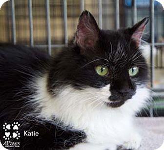 Katie (11375736)